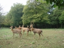 Tierpark Ernstbrunn