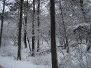 Winter am Buschberg 2010